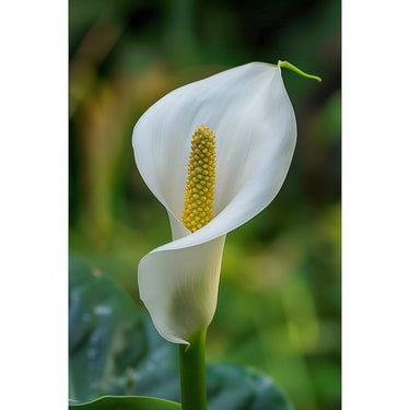 White Calla Lily Canvas